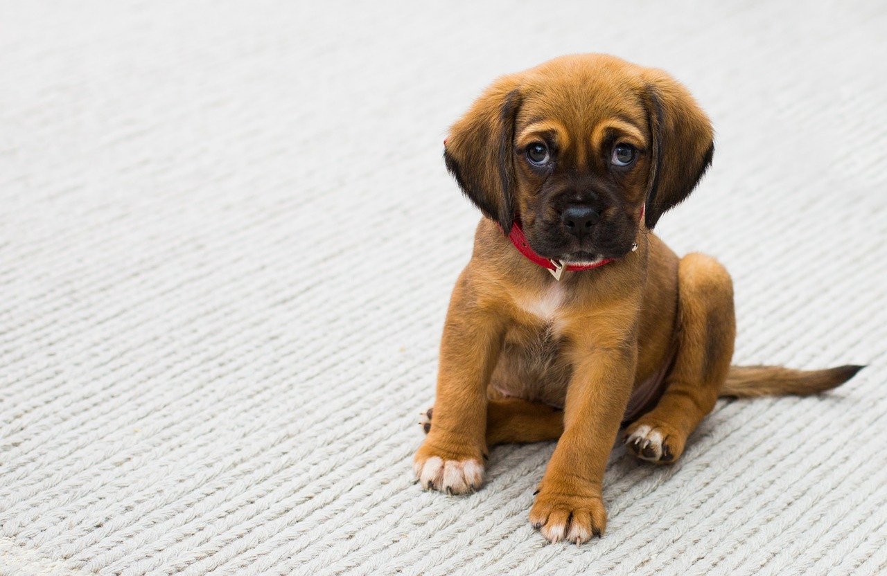 Pies a problemy związane z układem trawiennym: Jak radzić sobie z problemami żołądkowymi u psa