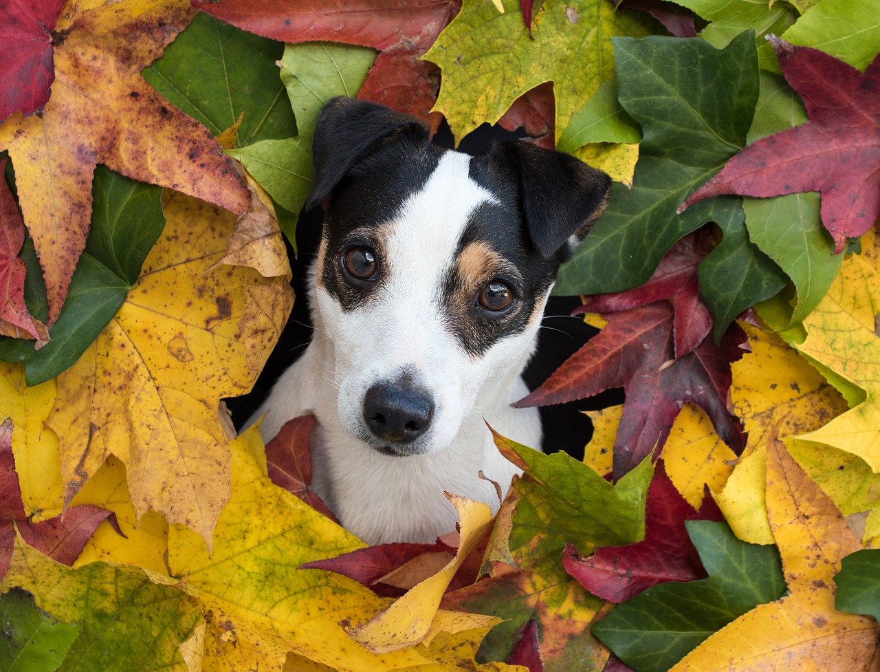 Jack Russell Terrier – opinie na temat psa