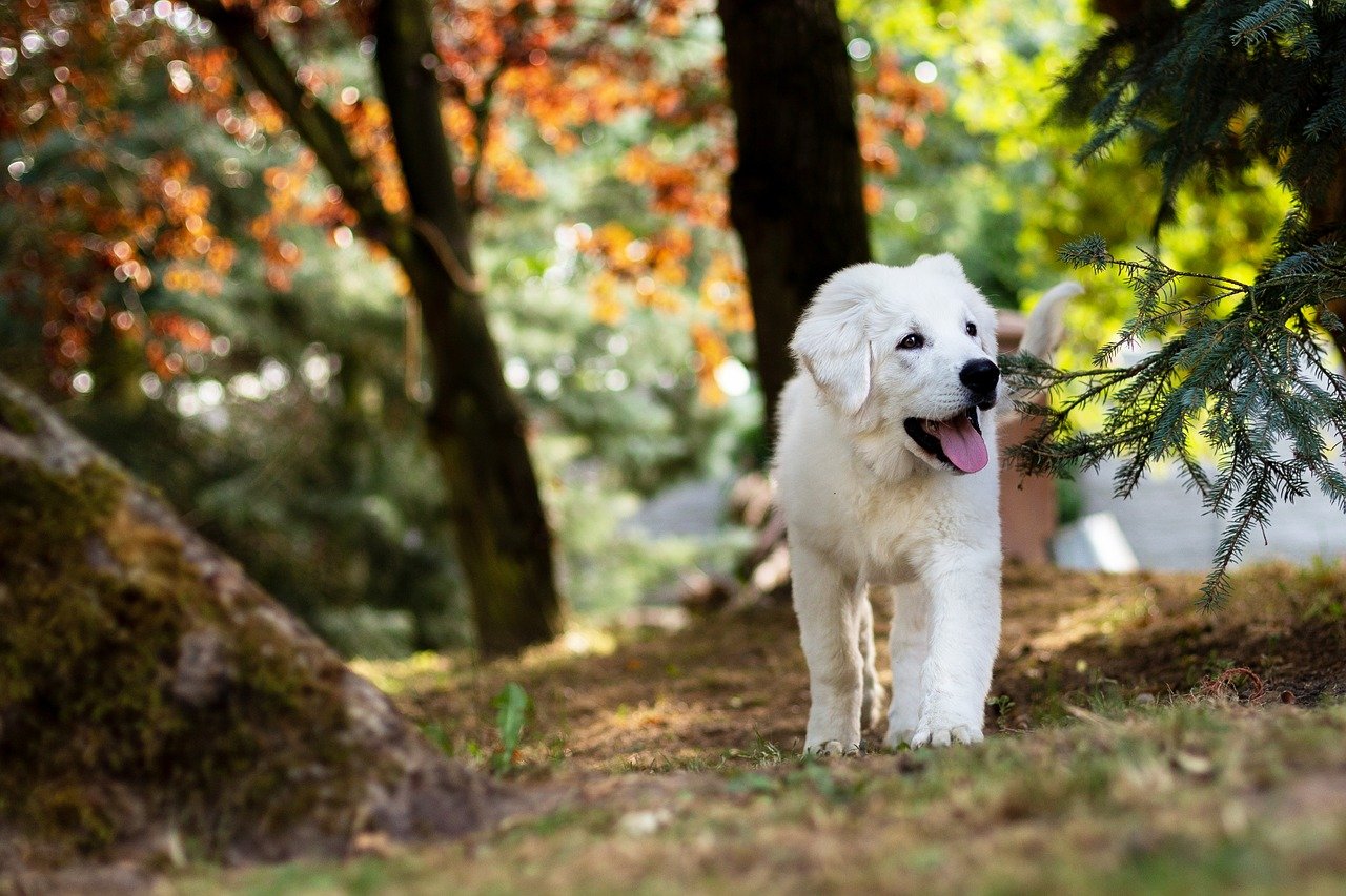 Pies a opieka nad starszymi właścicielami: Jak dostosować opiekę i środowisko do potrzeb starszego psa