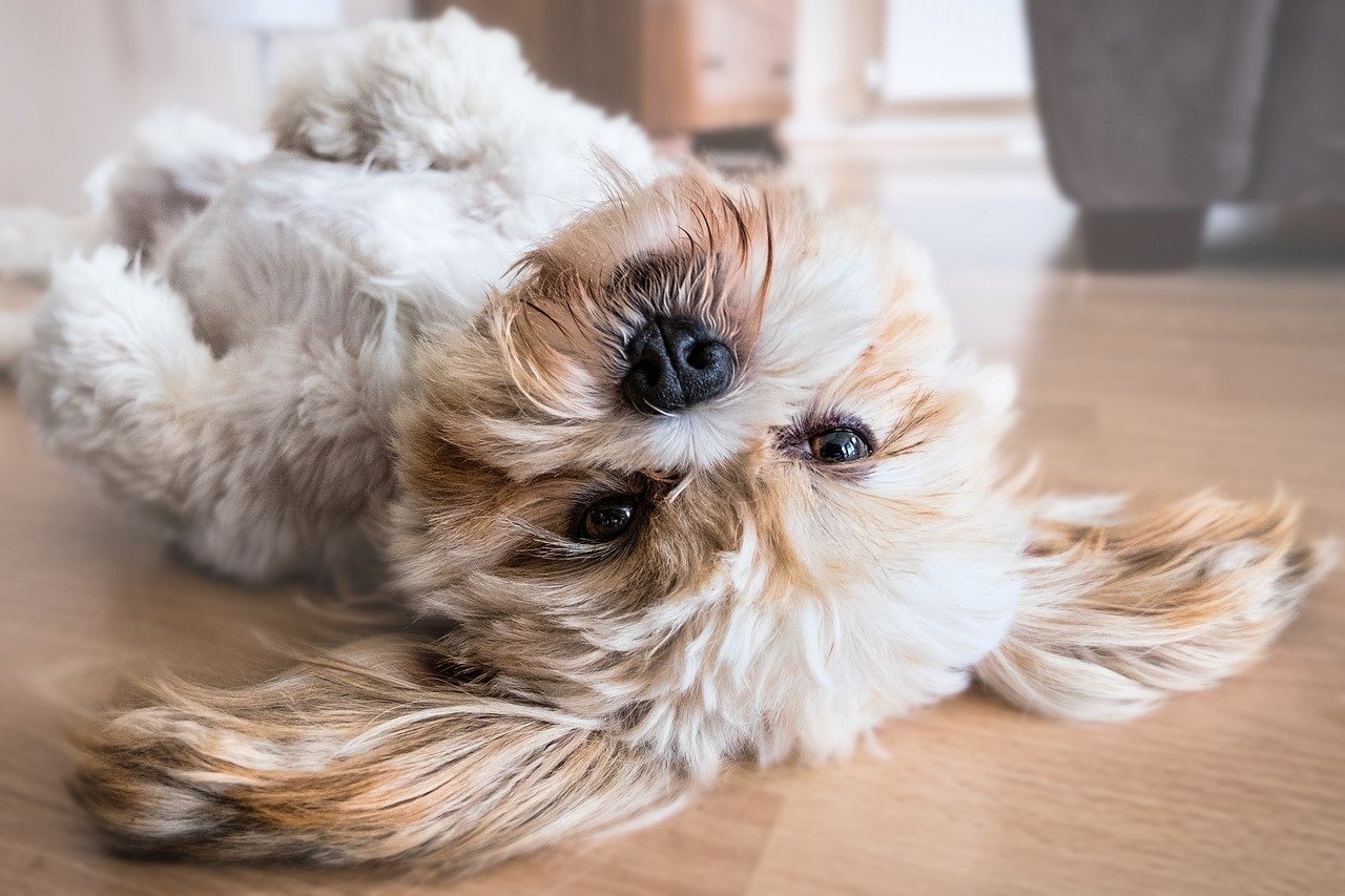 Pomeranian – mały pies z wielkim charakterem