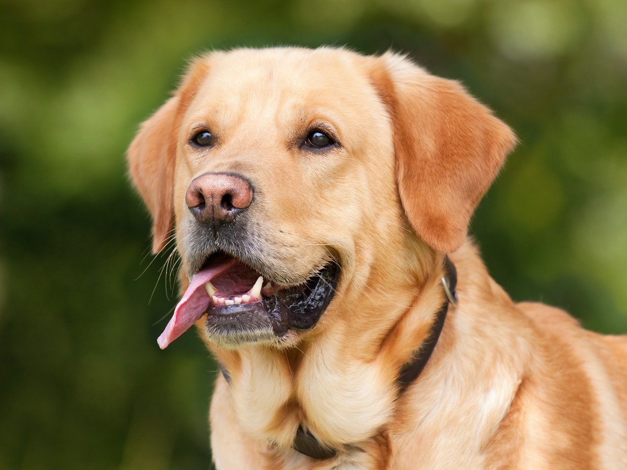Najlepsze rasy psów dla osób z lękiem: Wybierz psa o uspokajającym i łagodnym charakterze