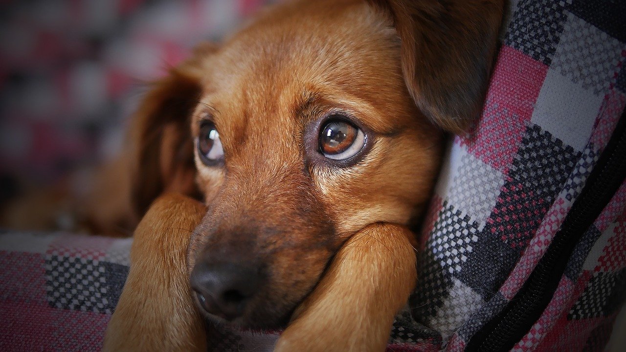 Pies a problemy związane z układem trawiennym: Jak radzić sobie z problemami żołądkowymi u psa