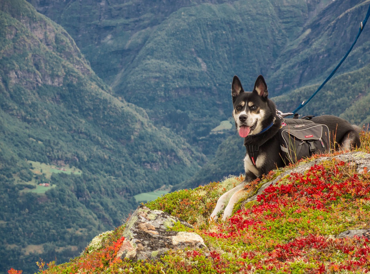 Pies a podróże: Jak przygotować psa do podróży i wyjazdów