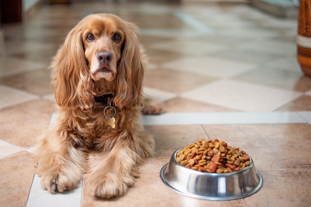 Pies a alergie pokarmowe: Jak wykryć i radzić sobie z alergią u psa
